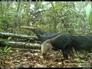 A giant anteater (Myrmecophaga tridactyla) in YasunĂ National Park, Ecuador.